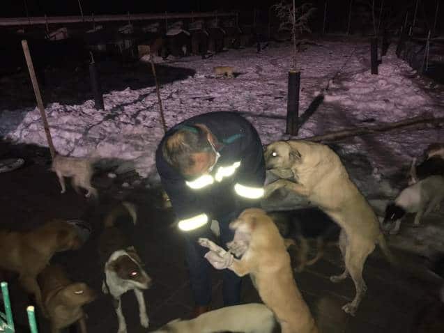 Hendek Mesire alanında donmak üzere olan sokak köpeklerini böyle kurtardılar…