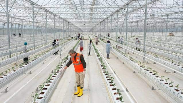 Sakarya'ya da Belediye Tarafından 65 bin kök domates fidesi dikildi