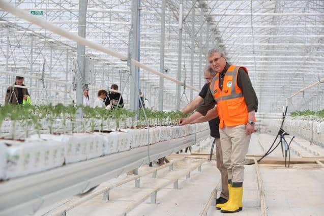 Sakarya'ya da Belediye Tarafından 65 bin kök domates fidesi dikildi