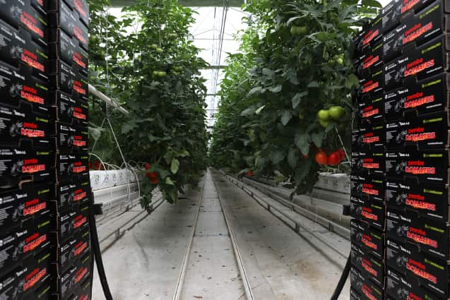 Sakarya’da ilk domates hasadı yapıldı…