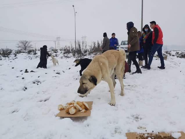 Zorlu kış şartlarında hayatta kalmaya çalışan sokak dostlarını unutmadı